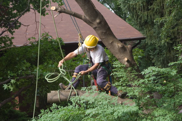 Best Palm Tree Trimming  in Binghamton, NY