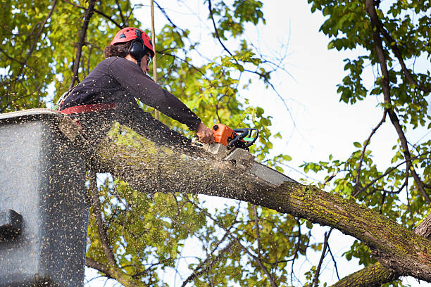  Binghamton, NY Tree Removal Services Pros