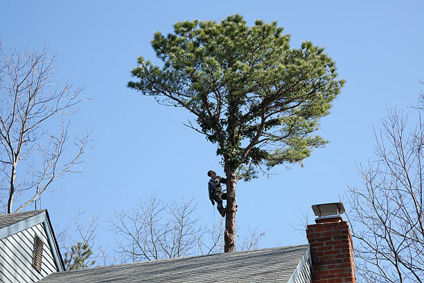 Best Tree Preservation Services  in Binghamton, NY